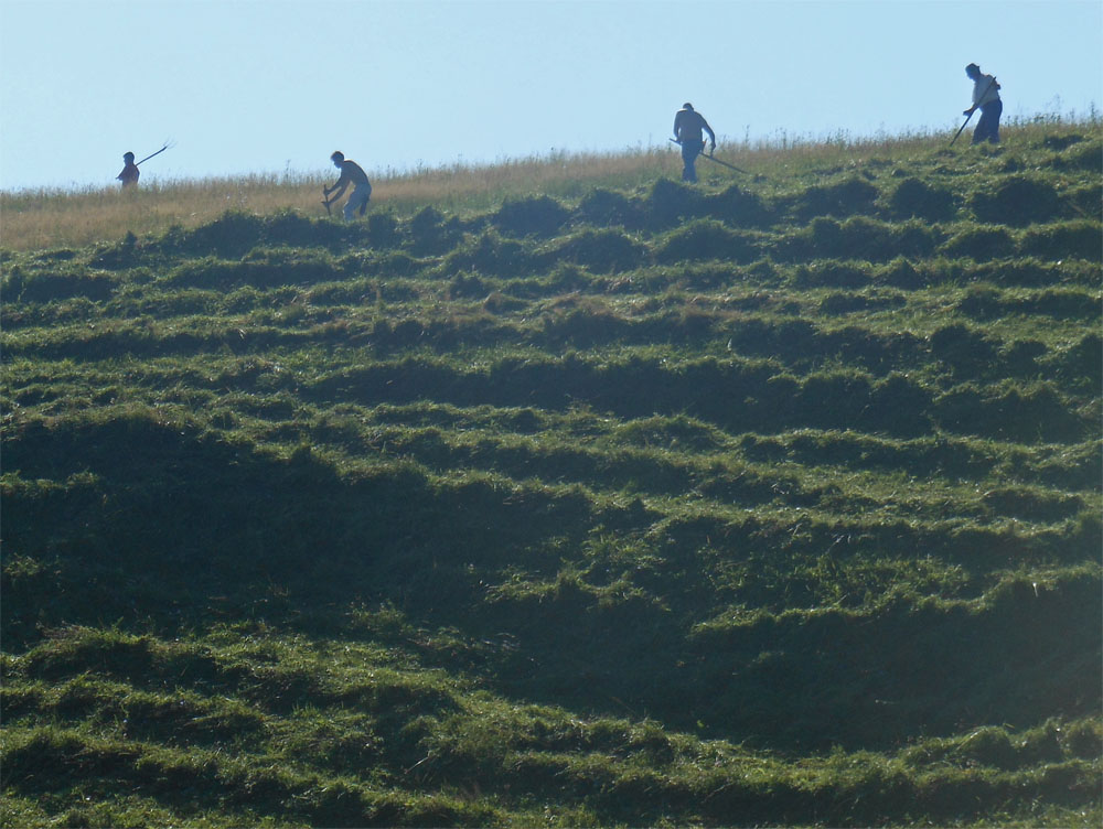 Cutting the meadows