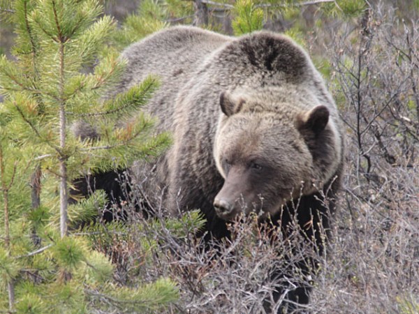 Mesendorf: Bear Country