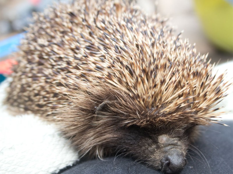 Viscri: Changing Paces