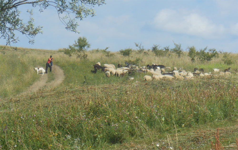 Sheep flock Mesendorf