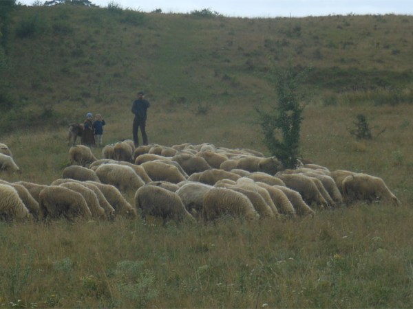 Viscri: Land of Lost&nbsp;Trailcams