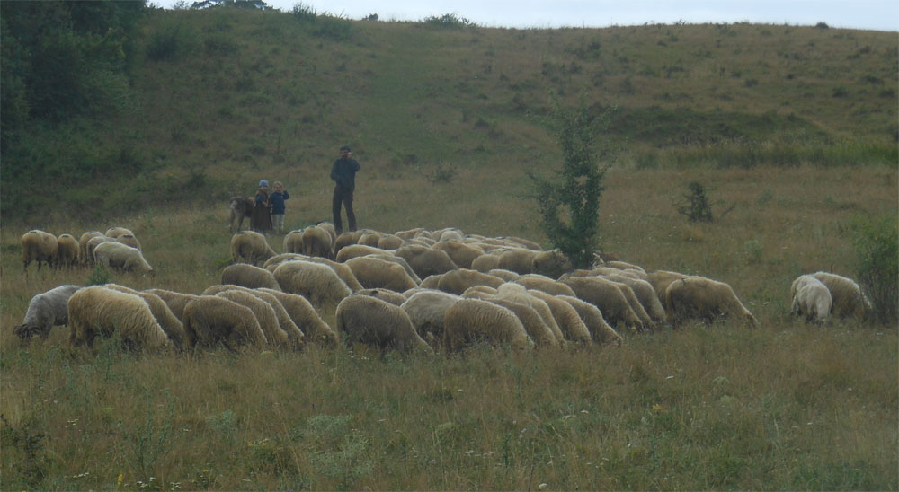 Sheep flock Viscri