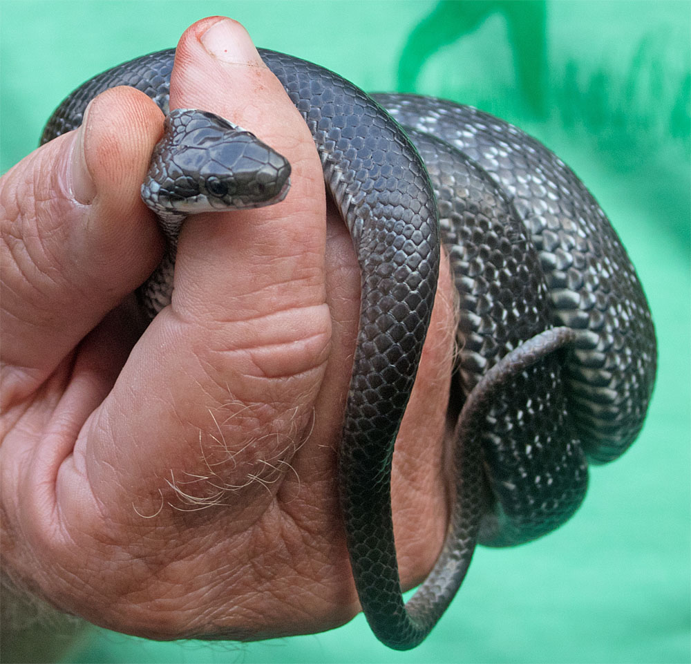 Aesculapian snake