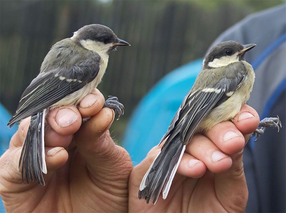 Daia: The Winged&nbsp;Ones