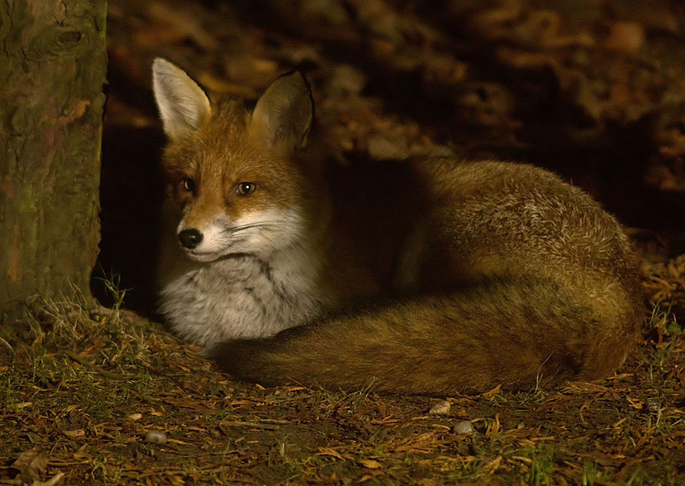 Fox Cavalier cub2a 9 Dec 2017