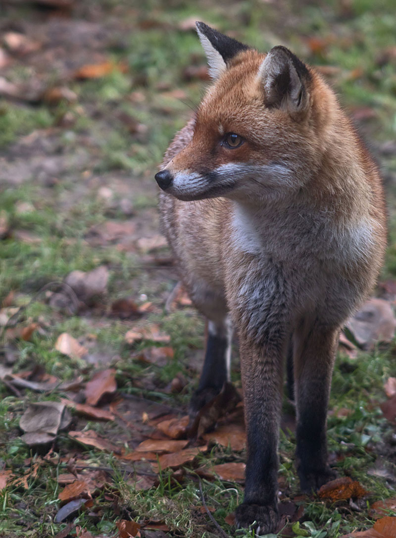 Fox Pretty Face4 15 Dec 2017