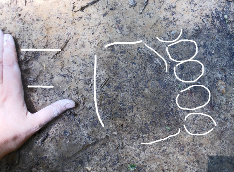 Fox track and bear track