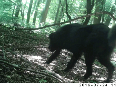 Malancrav: The Woods&nbsp;Today…