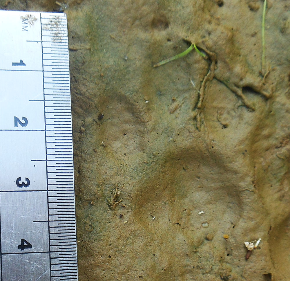 Stone marten track