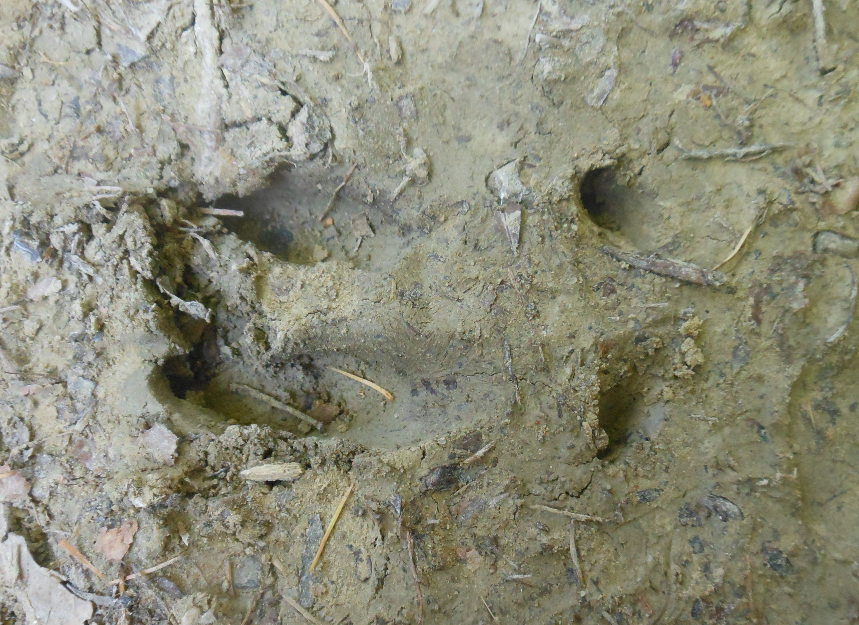 Wild boar track