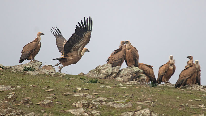 Griffon vultures1