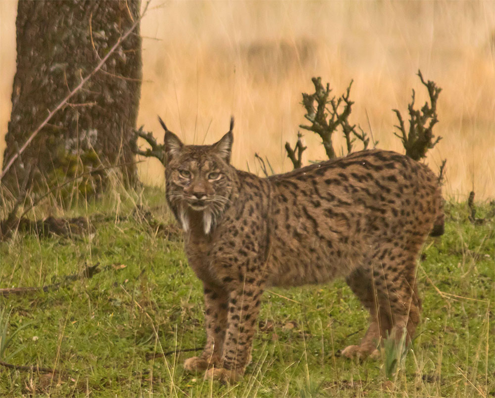 Iberian lynx1 5 Feb 2018