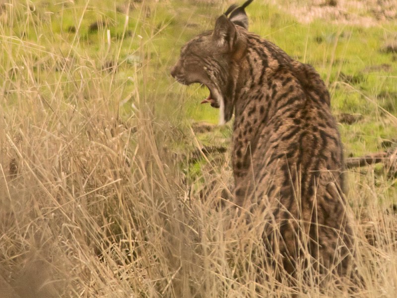 Spain: Land of the&nbsp;Lynx