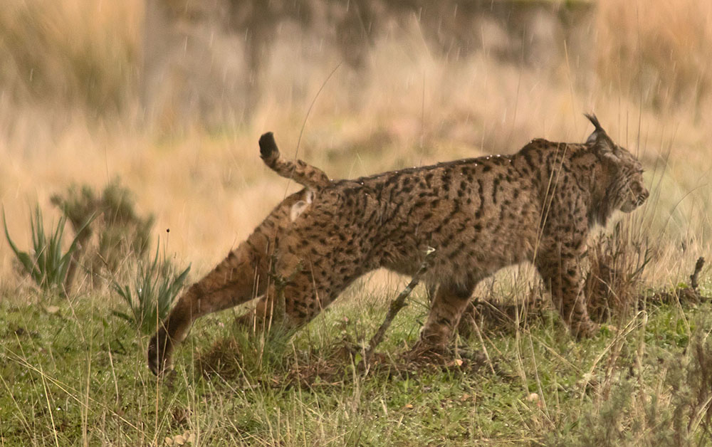 Iberian lynx8a 5 Feb 2018