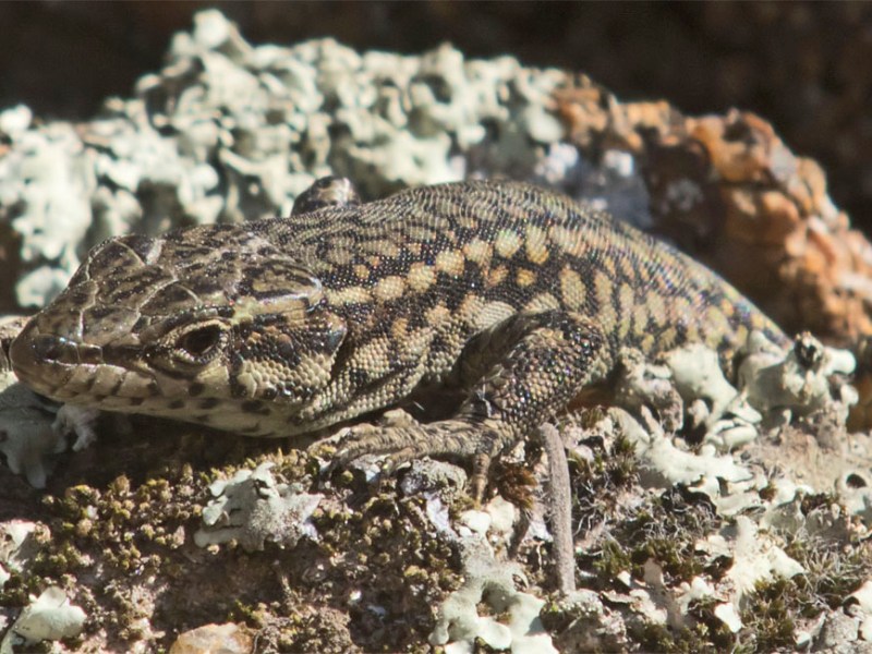 Spain: Pieces of the&nbsp;Puzzle