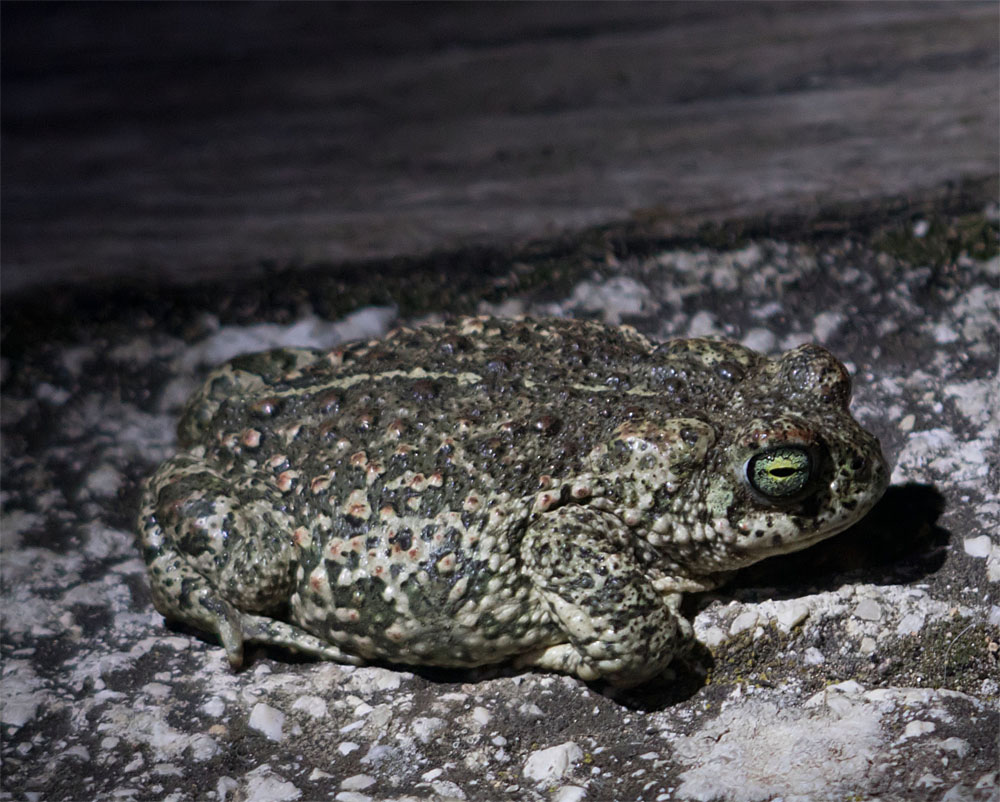 Natterjack toad 2 Feb 2018
