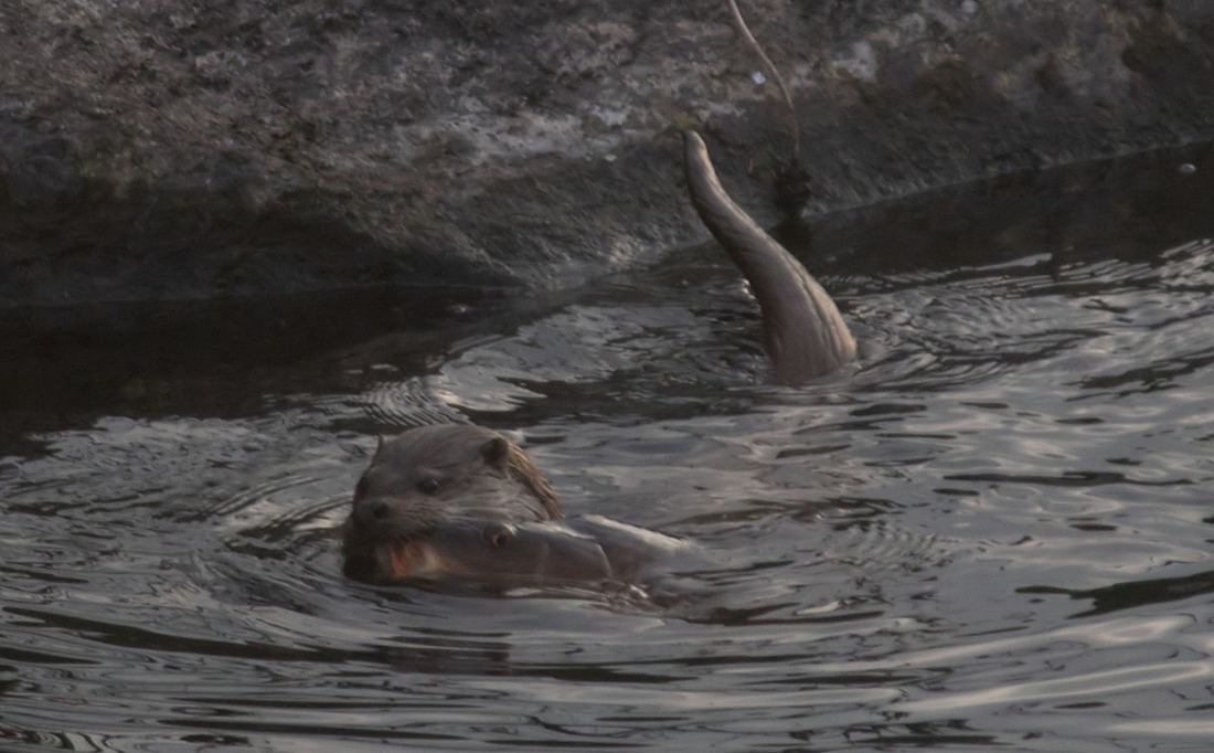 Otter Andujar 6 Feb 2018