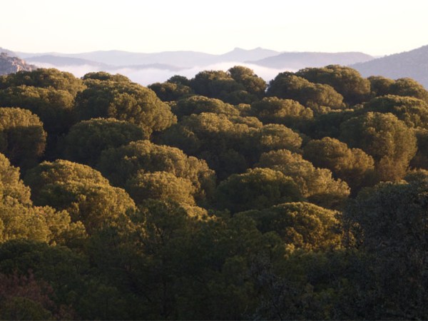 Spain: Sierra de&nbsp;Andújar