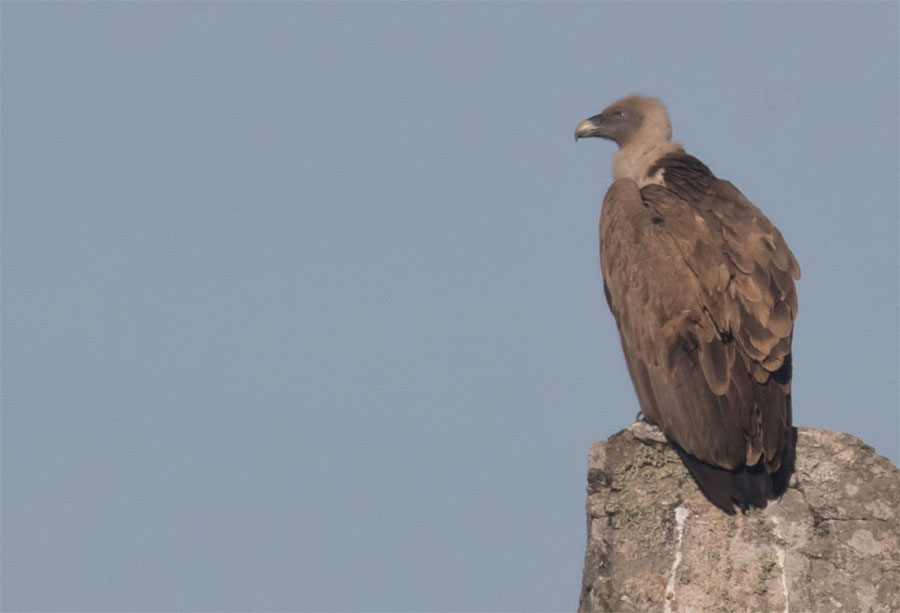 Vulture in Andujar2