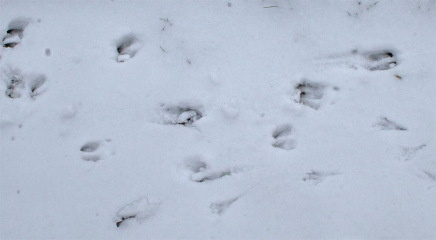 Deer and bird 3 Mar 2018