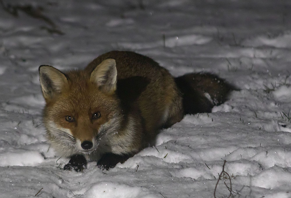 Dun Male2 27 Feb 2018