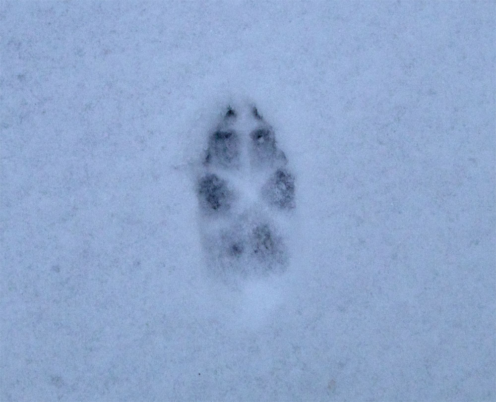 Fox track perfect 3 Mar 2018