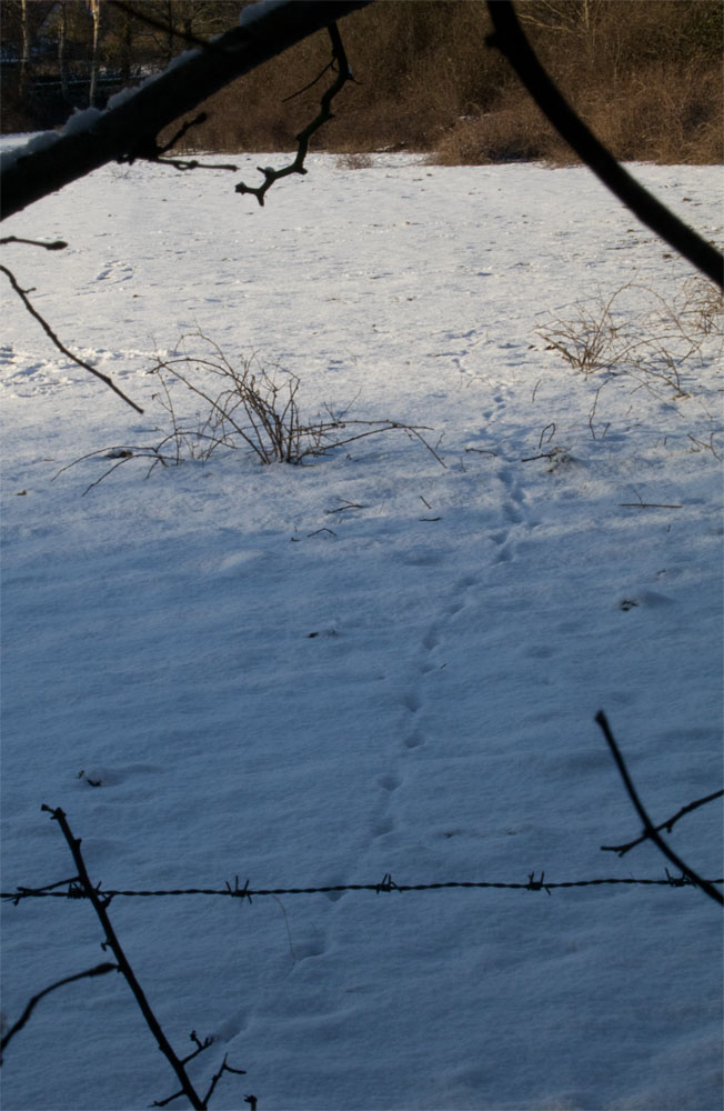 Fox tracks 27 Feb 2018