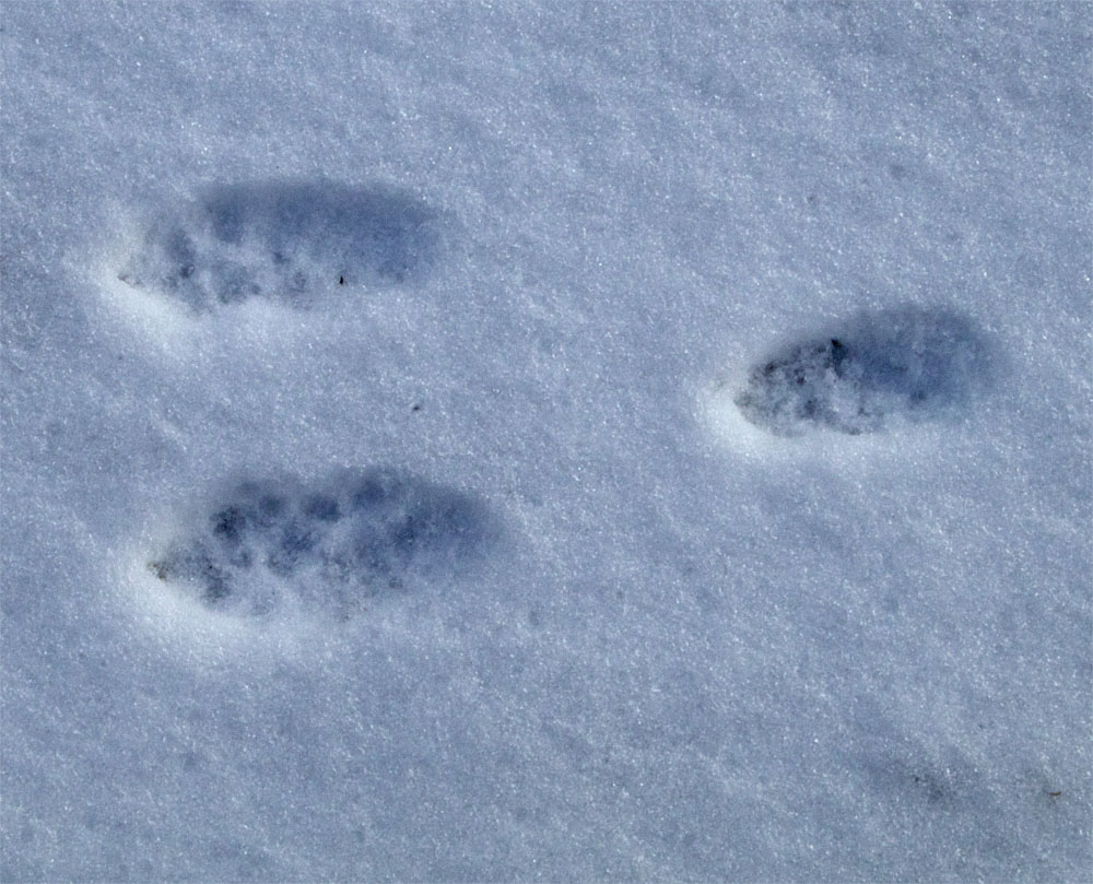 Rabbit tracks2 3 Mar 2018