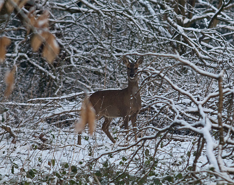 Roe deer 28 Feb 2018