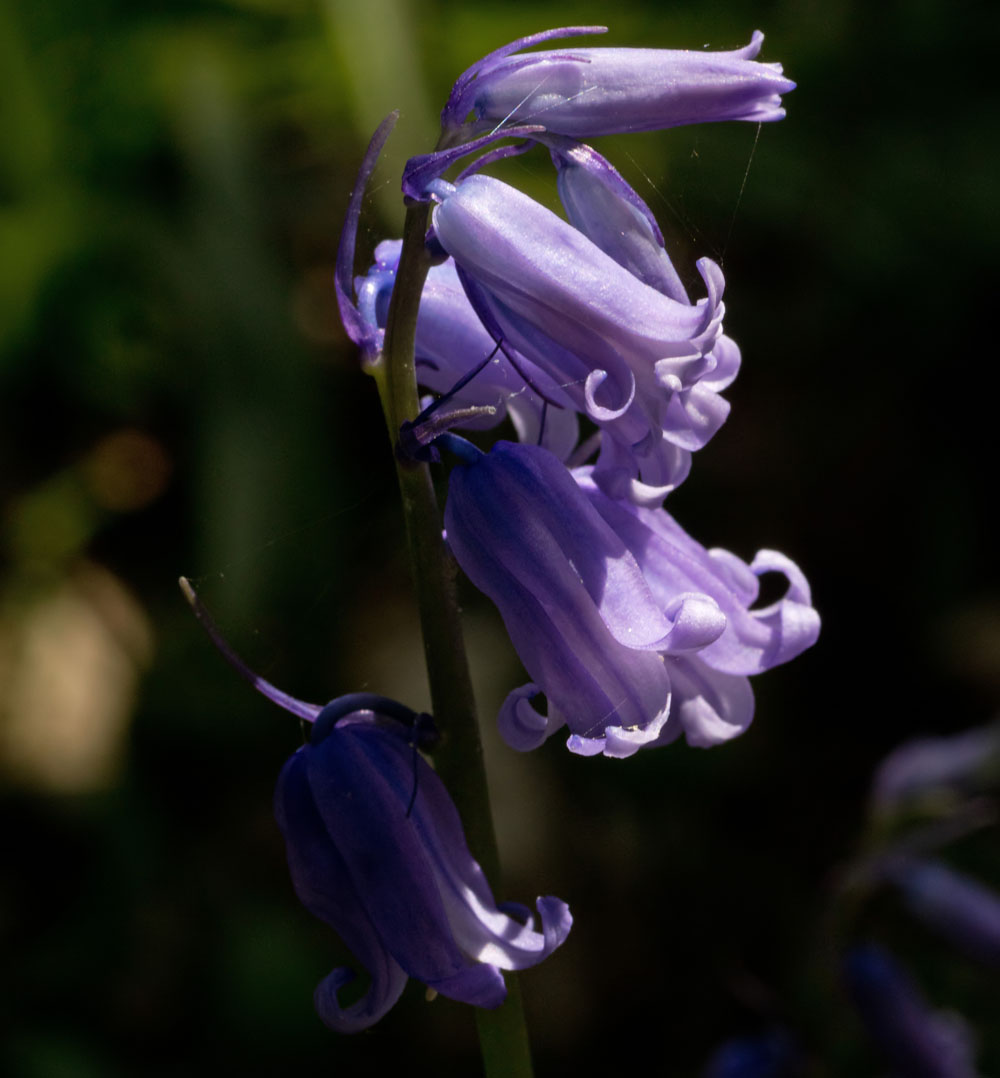 Bluebell 20 Apr 2018