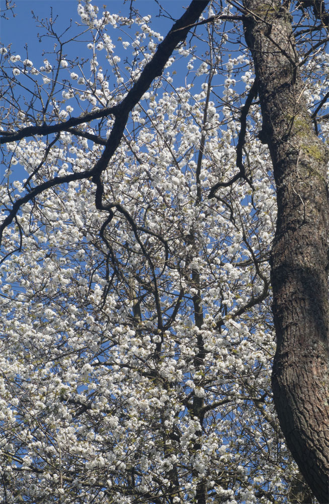 Cherry tree 20 Apr 2018