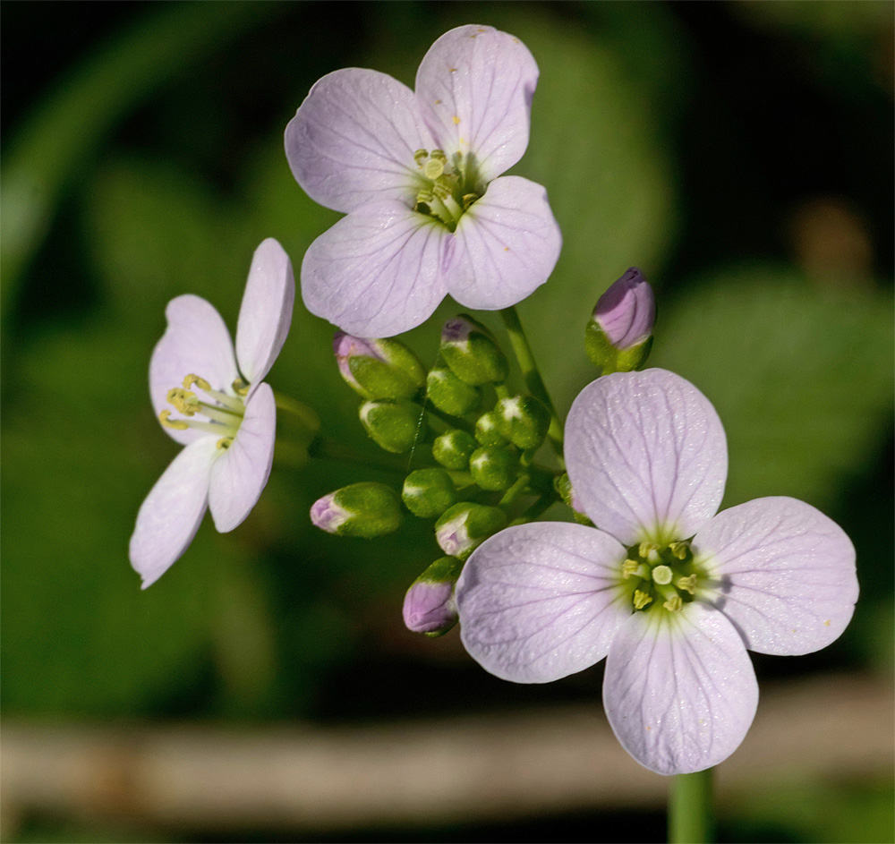 Cuckooflower 20 Apr 2018