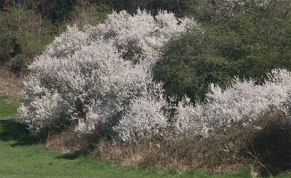 Hedgerow blossom 20 Apr 2018