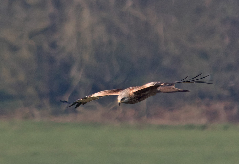 Red kites2 14 Apr 2018