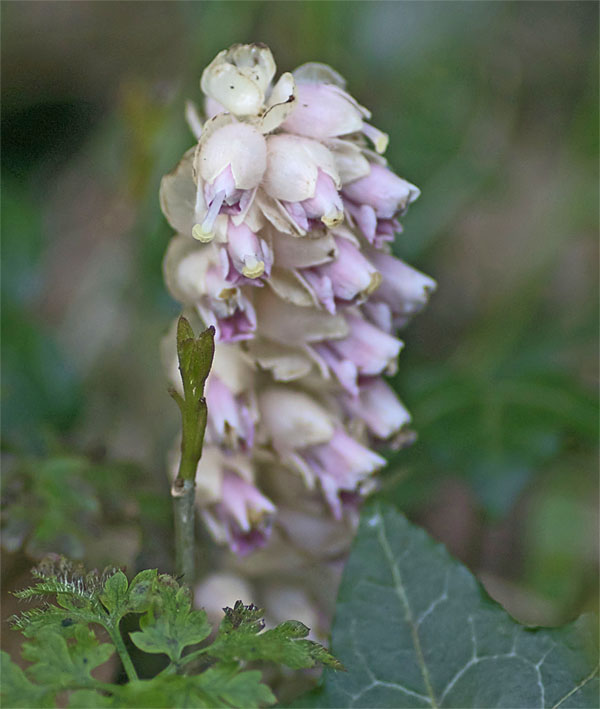 Toothwort Spring The Living is Easy – A Walk with Wildlife