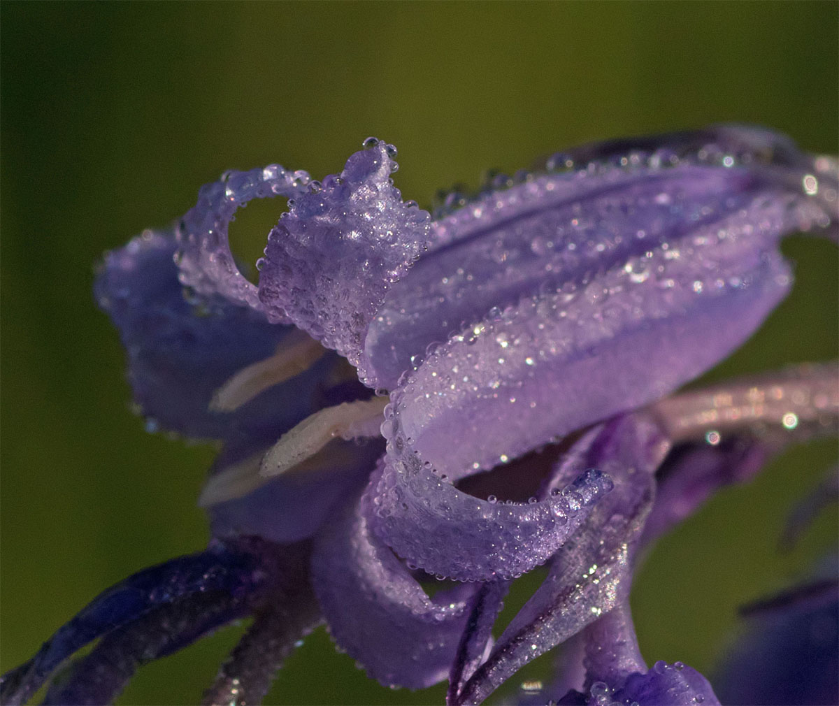 Rainy bluebell 13 May 2018