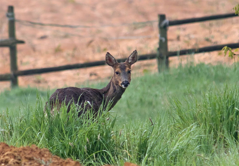 Roe deer 13 May 2018