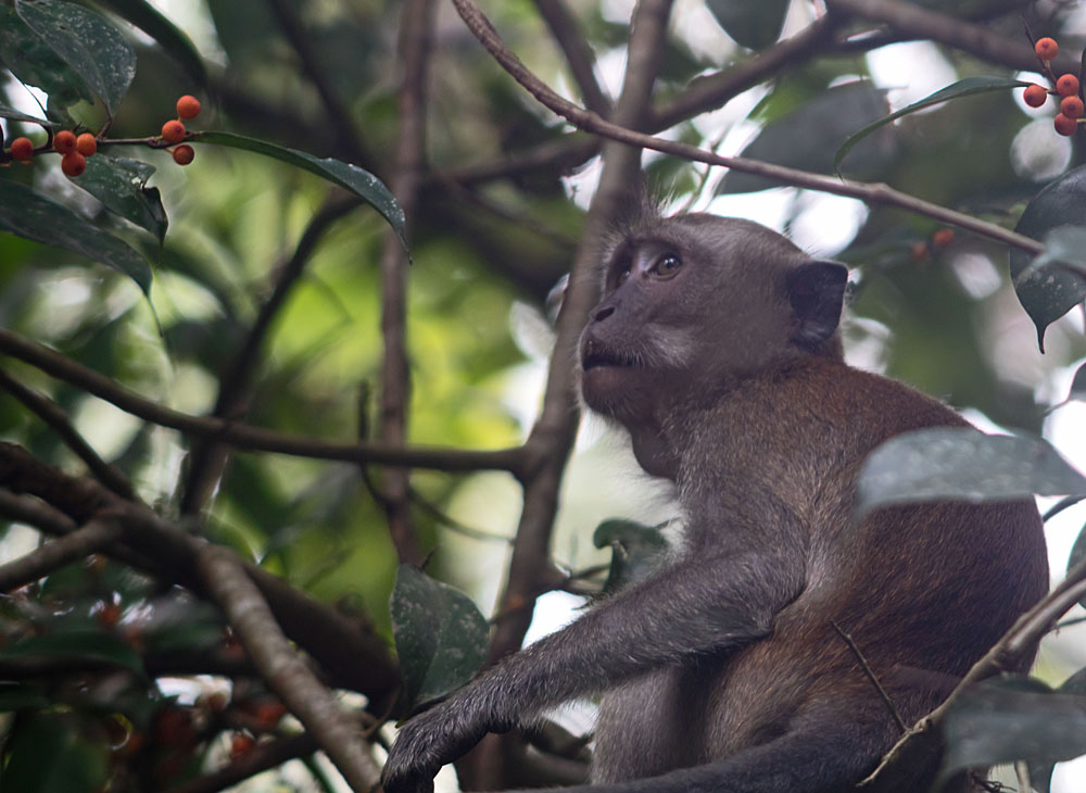 Long-tailed macaque Pulau Ubin 29 May 2018