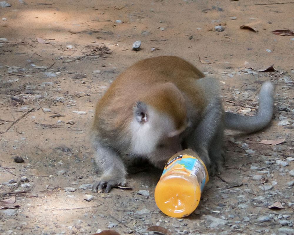 Long tailed macaque with orange juice