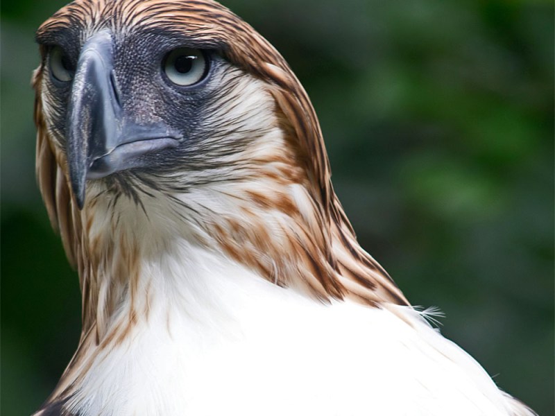 A Tale of Two&nbsp;Eagles