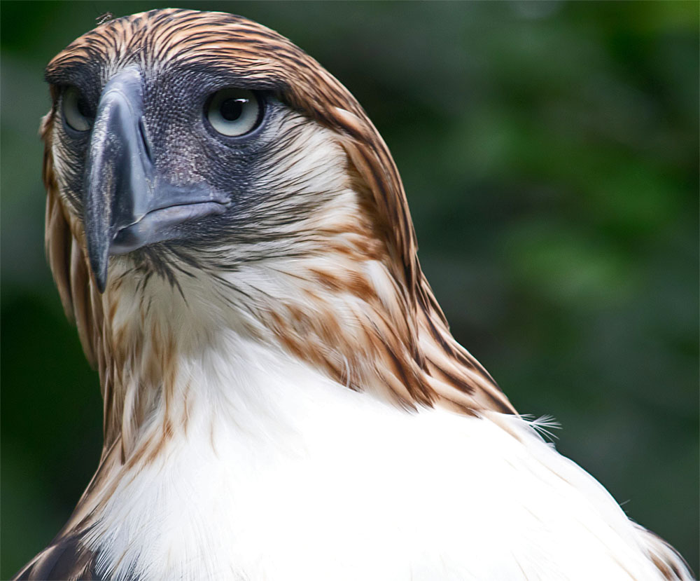 Philippine eagle1 6 June 2018