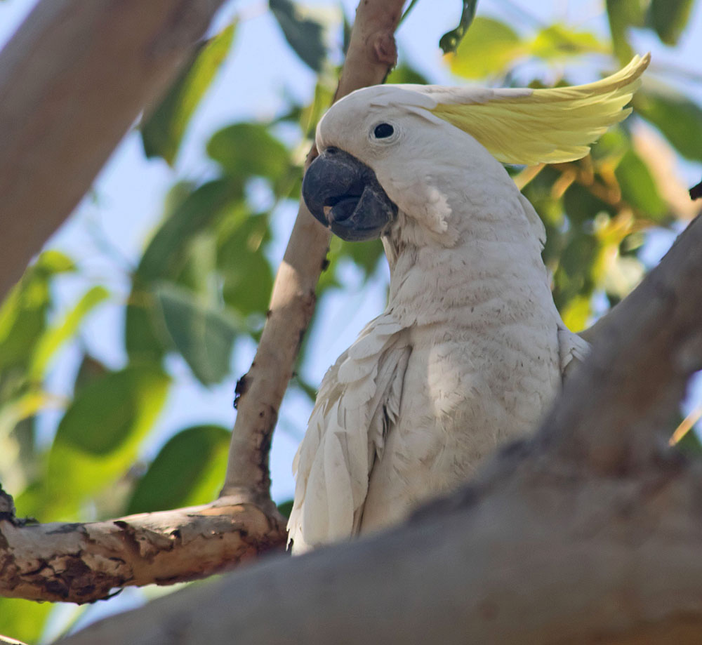 Sulphur-crested cockatoo1