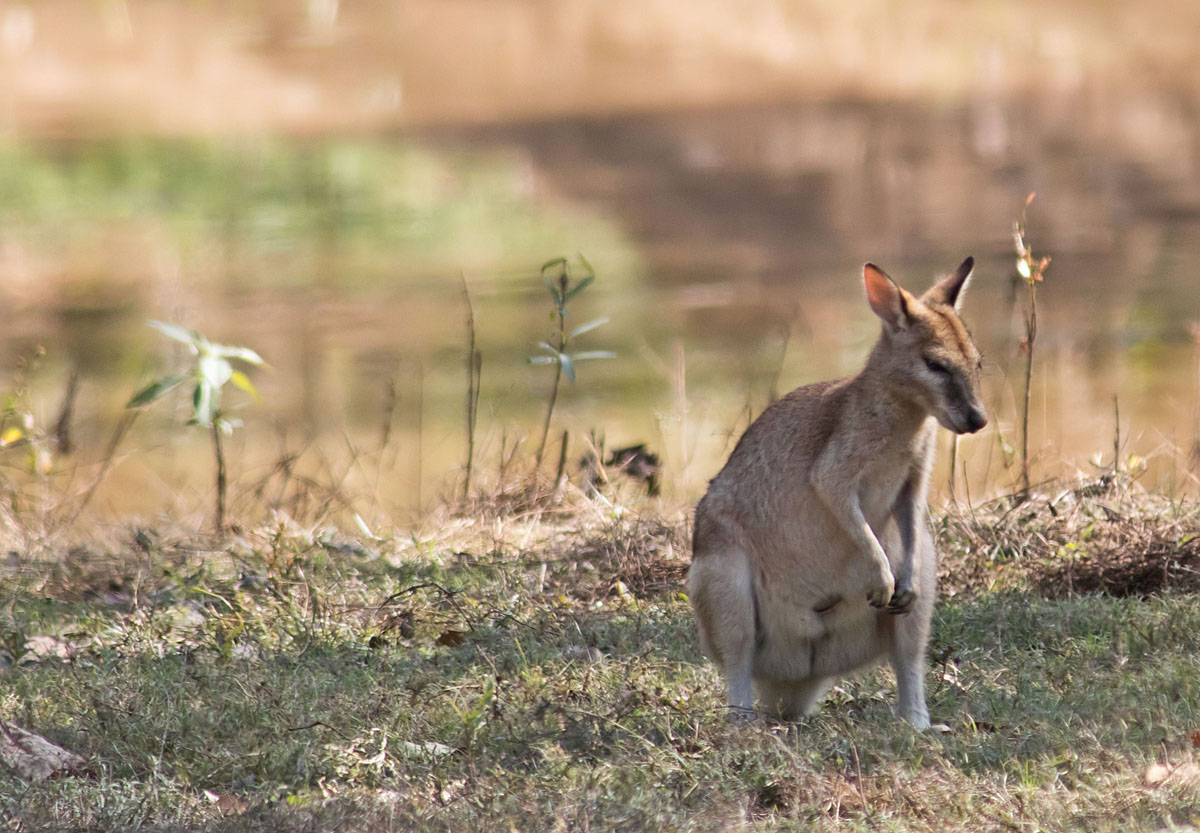 Agile wallaby1
