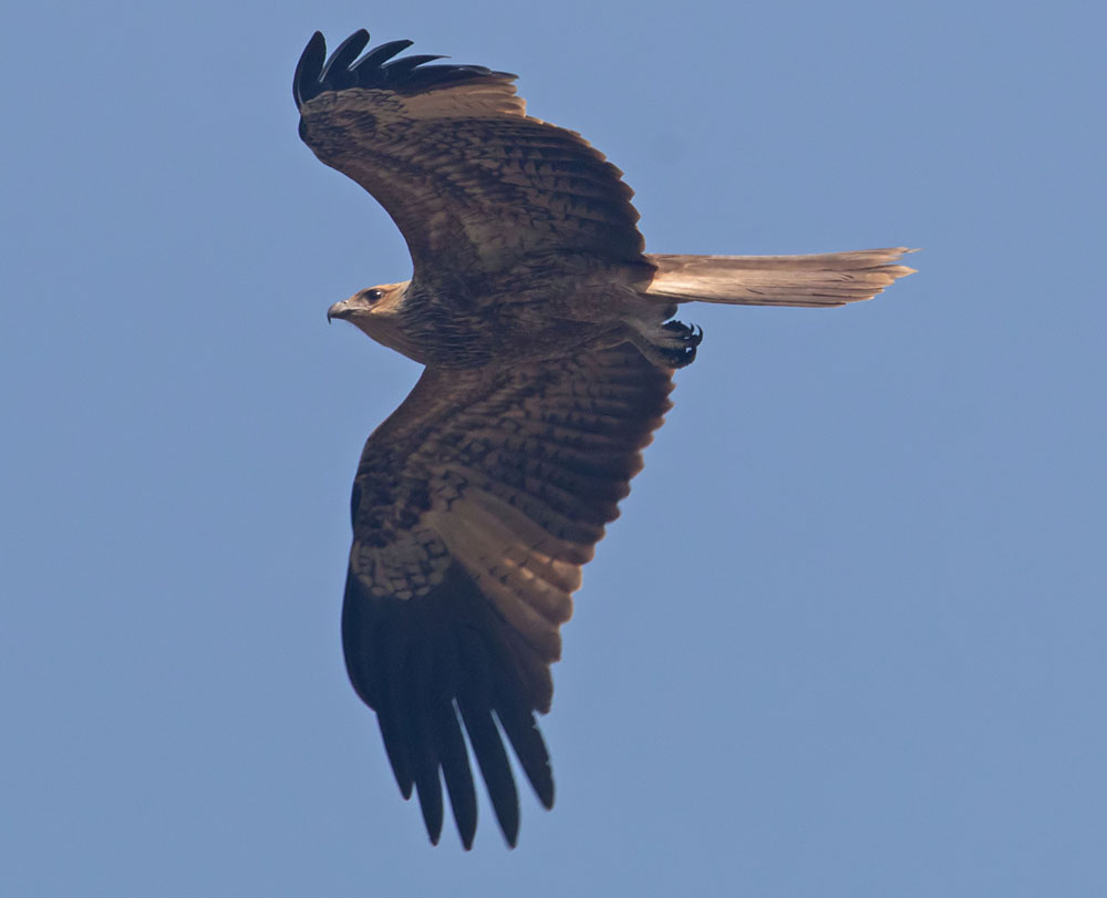 Black kite2