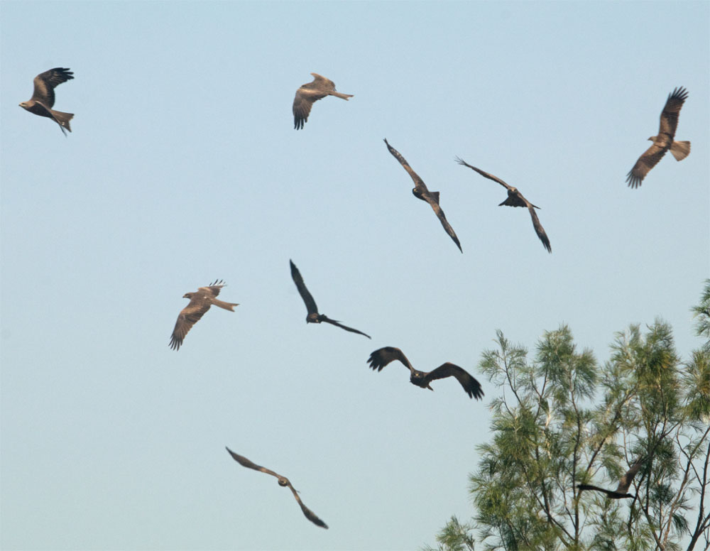 Black kites1