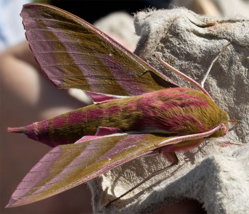 Elephant hawk moth Dorset 100718