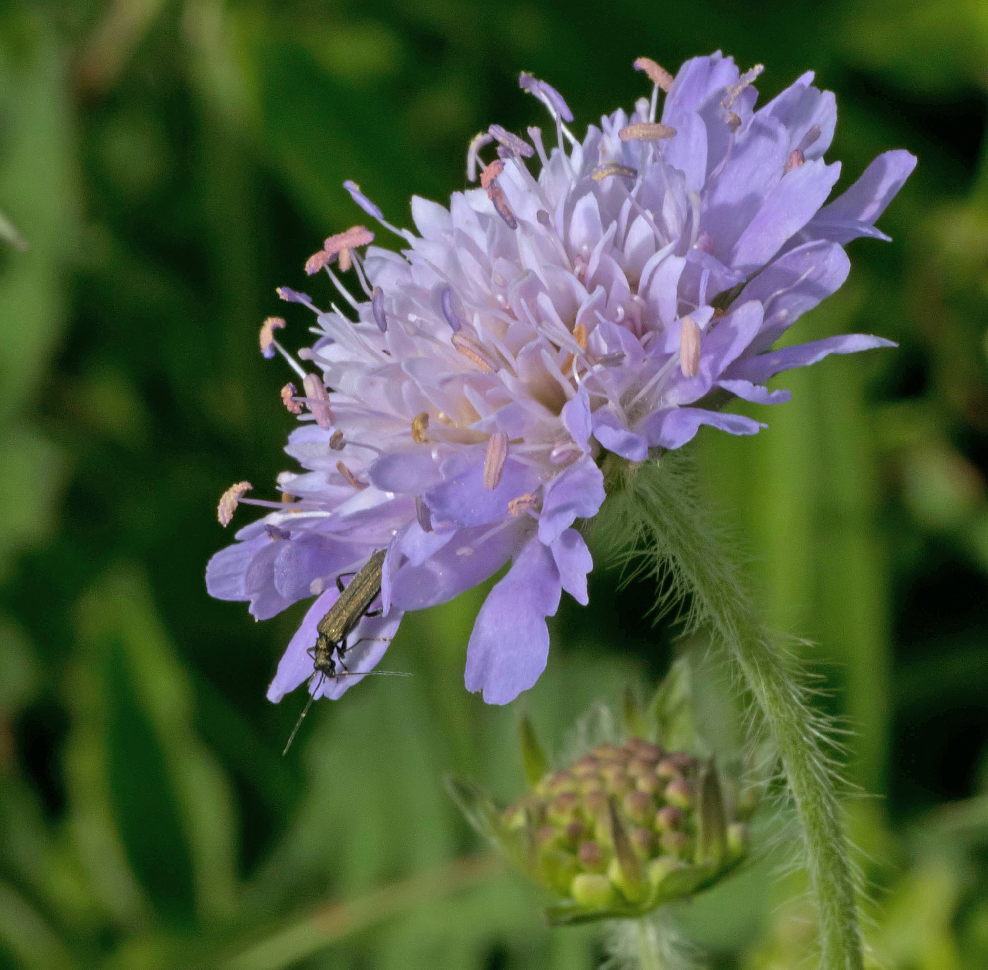 Field scabious STolls 10 June 2017