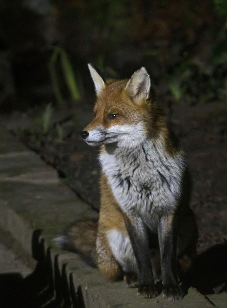 Fox Cavalier cub 24 Feb 2018