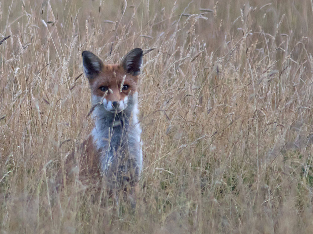 Fox in grass 27 Jul 2018