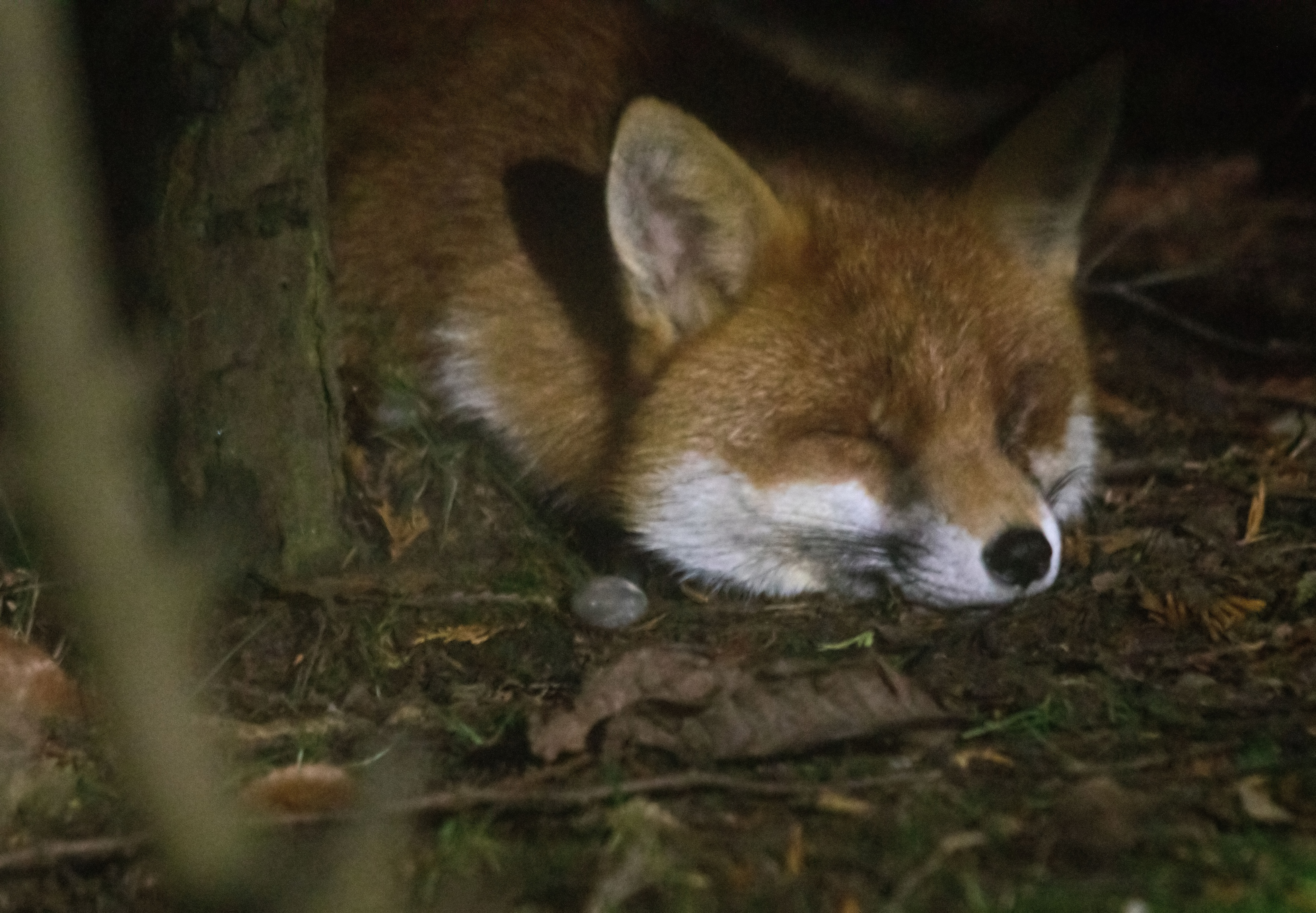 Fox One eye sleeping1 170117